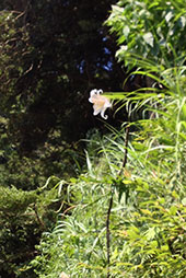 先輩方も思いを馳せてきたこの花の見守る中で