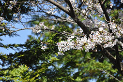 校門の桜は 明日の新入生を待ちわびています