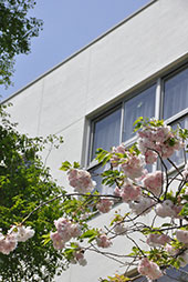 八重桜が校舎に映えるこの季節