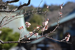 お隣の境内では 小鳥のさえずりが春の訪れを告げています