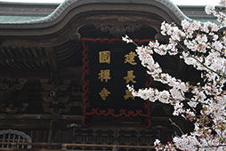 桜匂う暖かい日差しの中で