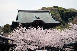 満開の桜に出迎えられて