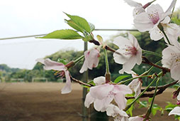 気持ちはすでに 勝負の「夏」に向いています