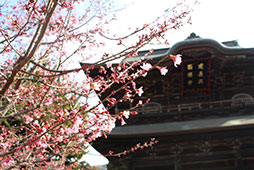 早咲きの桜咲く３月１日、高校卒業式