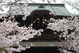 満開の桜がお出迎え